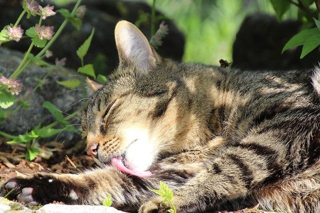 putzen putzen